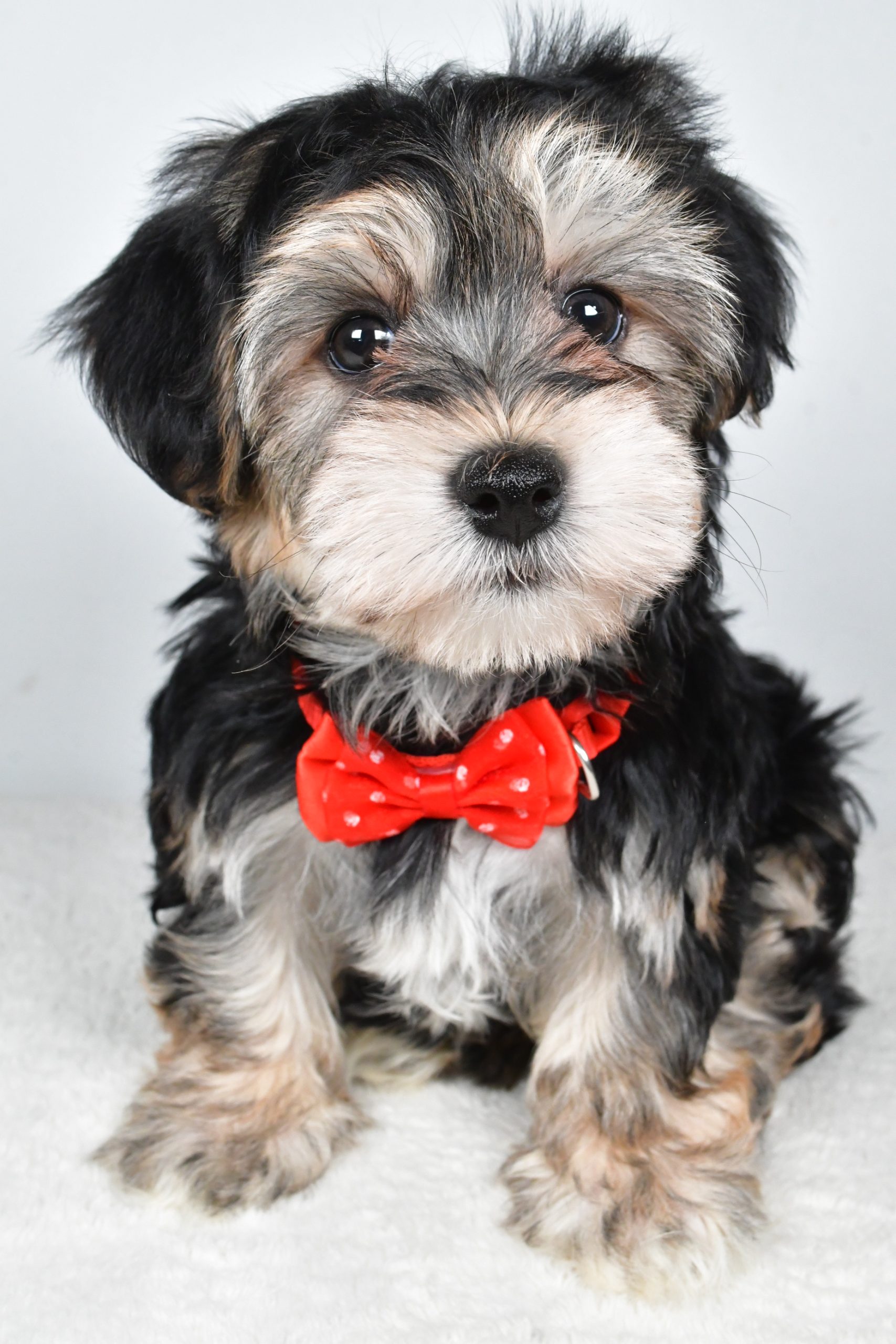 Mr. Ronnie The Morkie