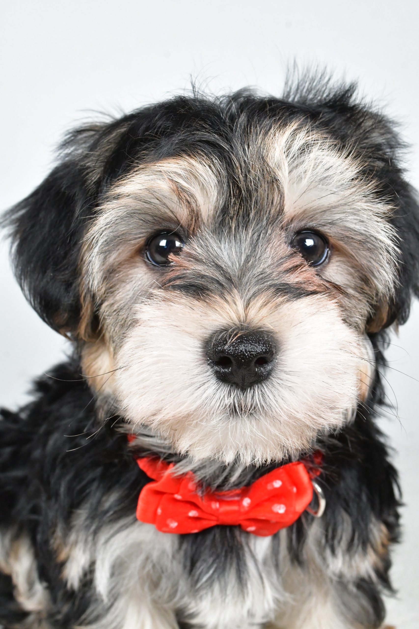 Mr. Ronnie The Morkie - Image 3