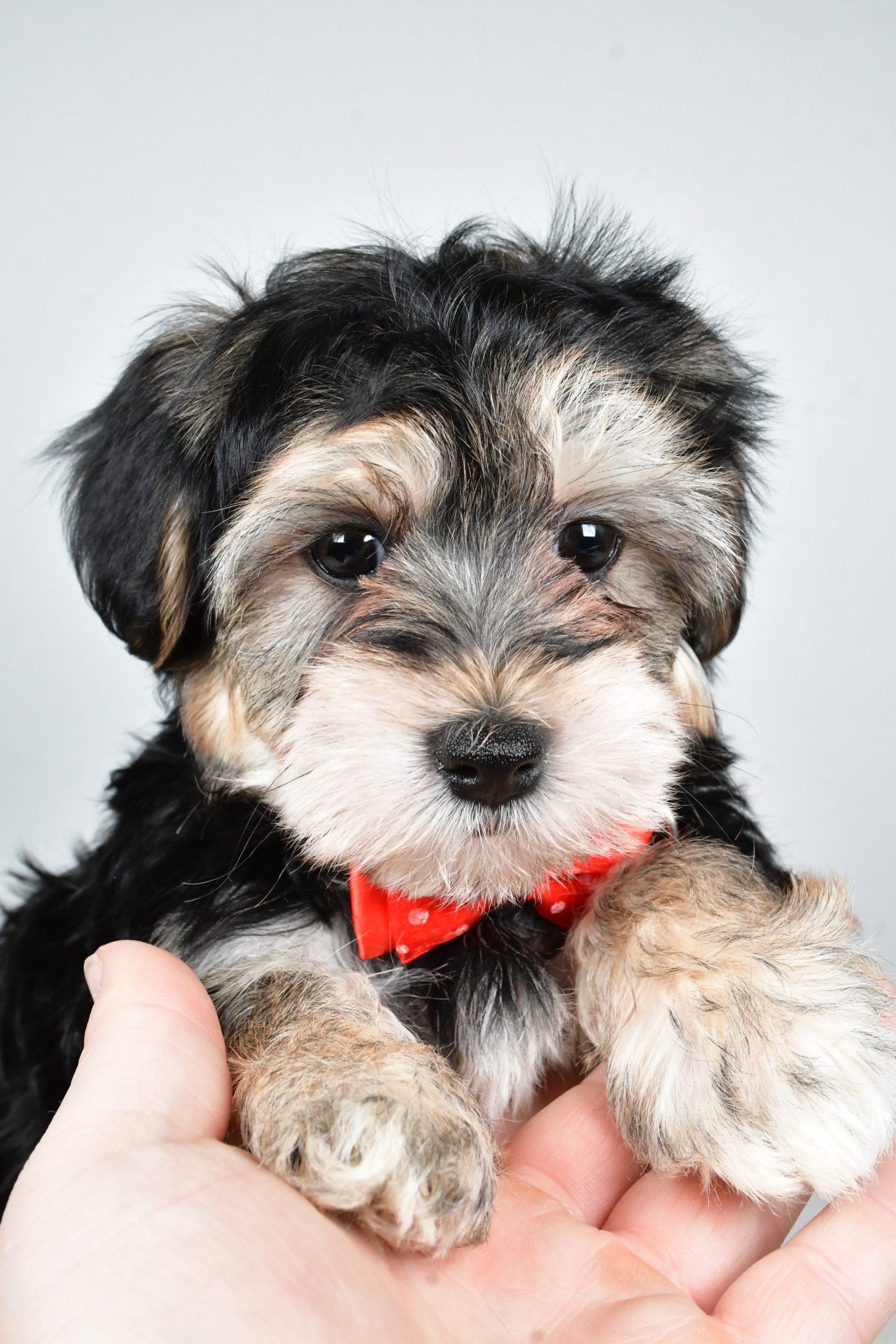 Mr. Ronnie The Morkie - Image 8