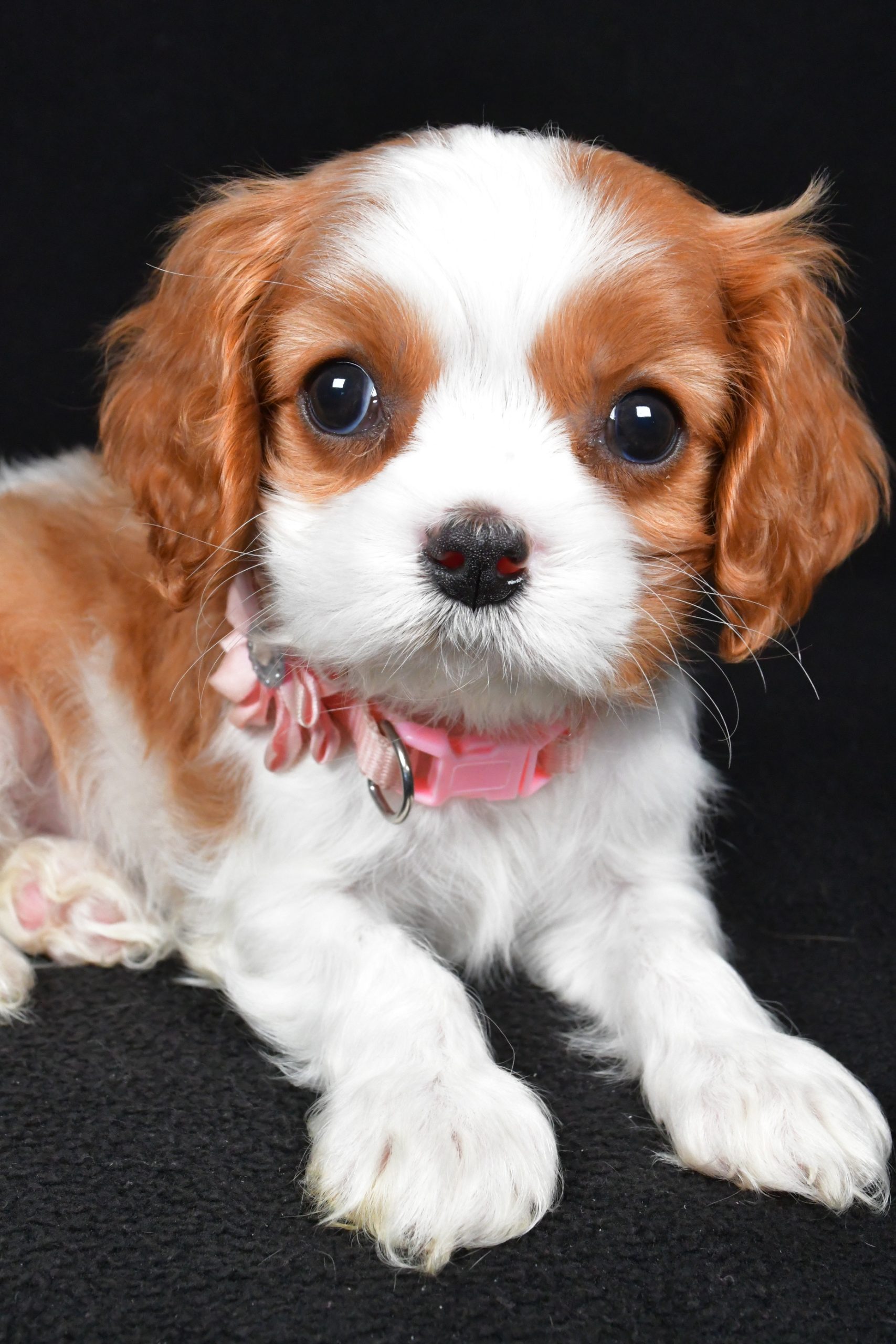 Miss Ruby the Cavalier King Charles Spaniel - Image 5