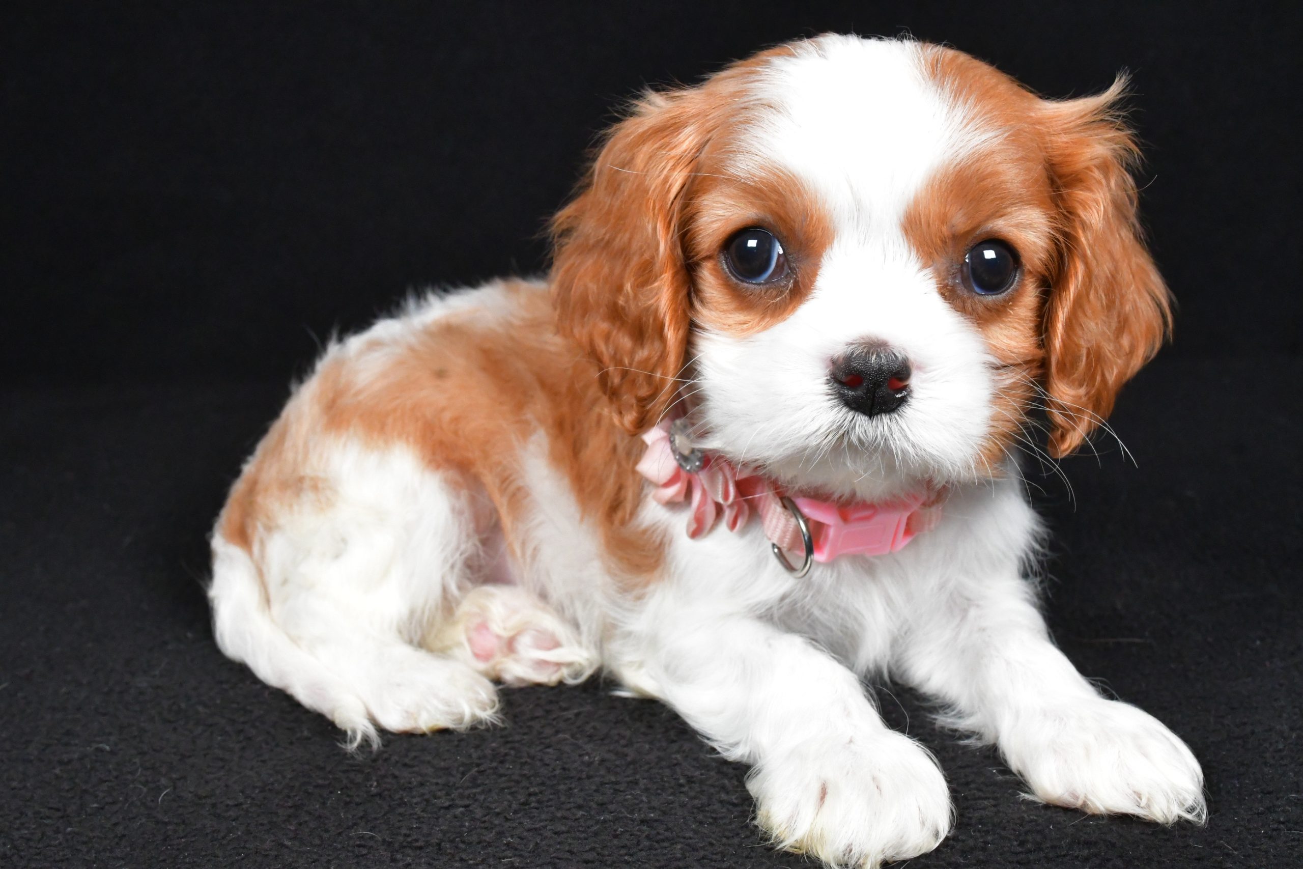 Miss Ruby the Cavalier King Charles Spaniel - Image 8