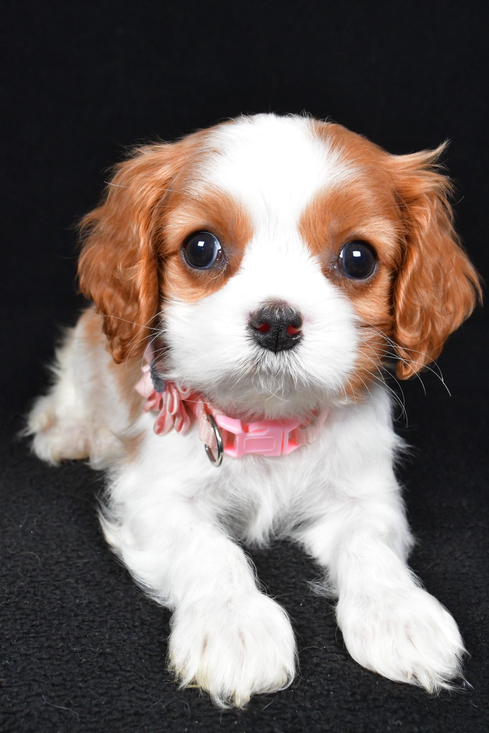 Miss Ruby the Cavalier King Charles Spaniel - Image 6