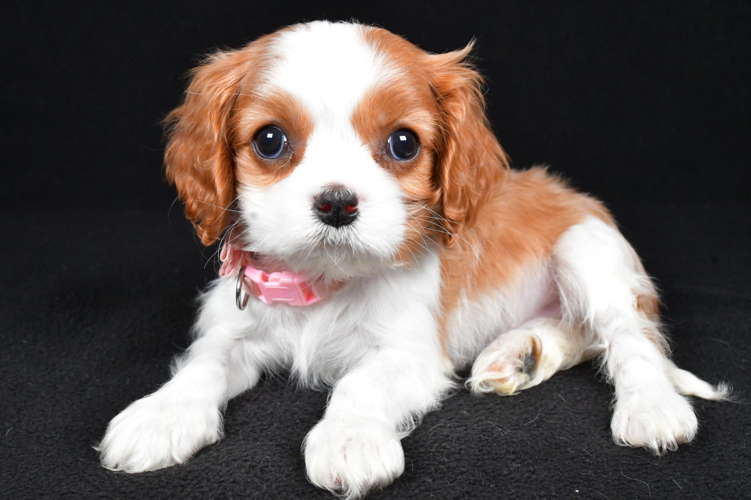 Miss Ruby the Cavalier King Charles Spaniel - Image 9