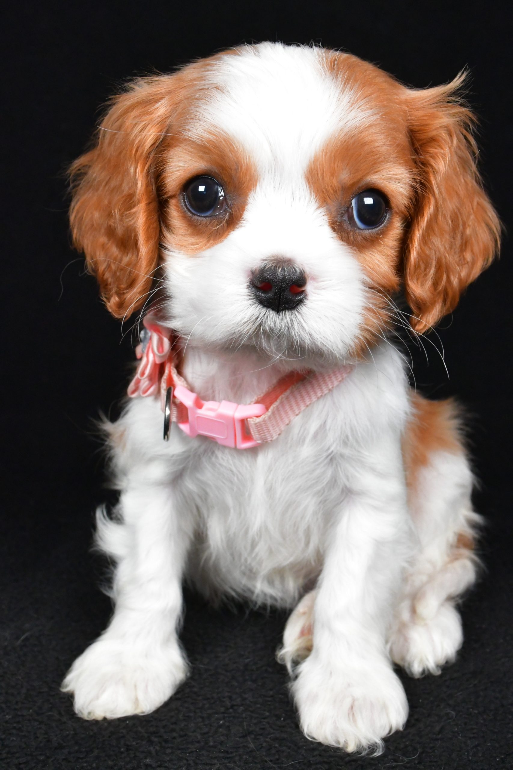 Miss Ruby the Cavalier King Charles Spaniel - Image 2