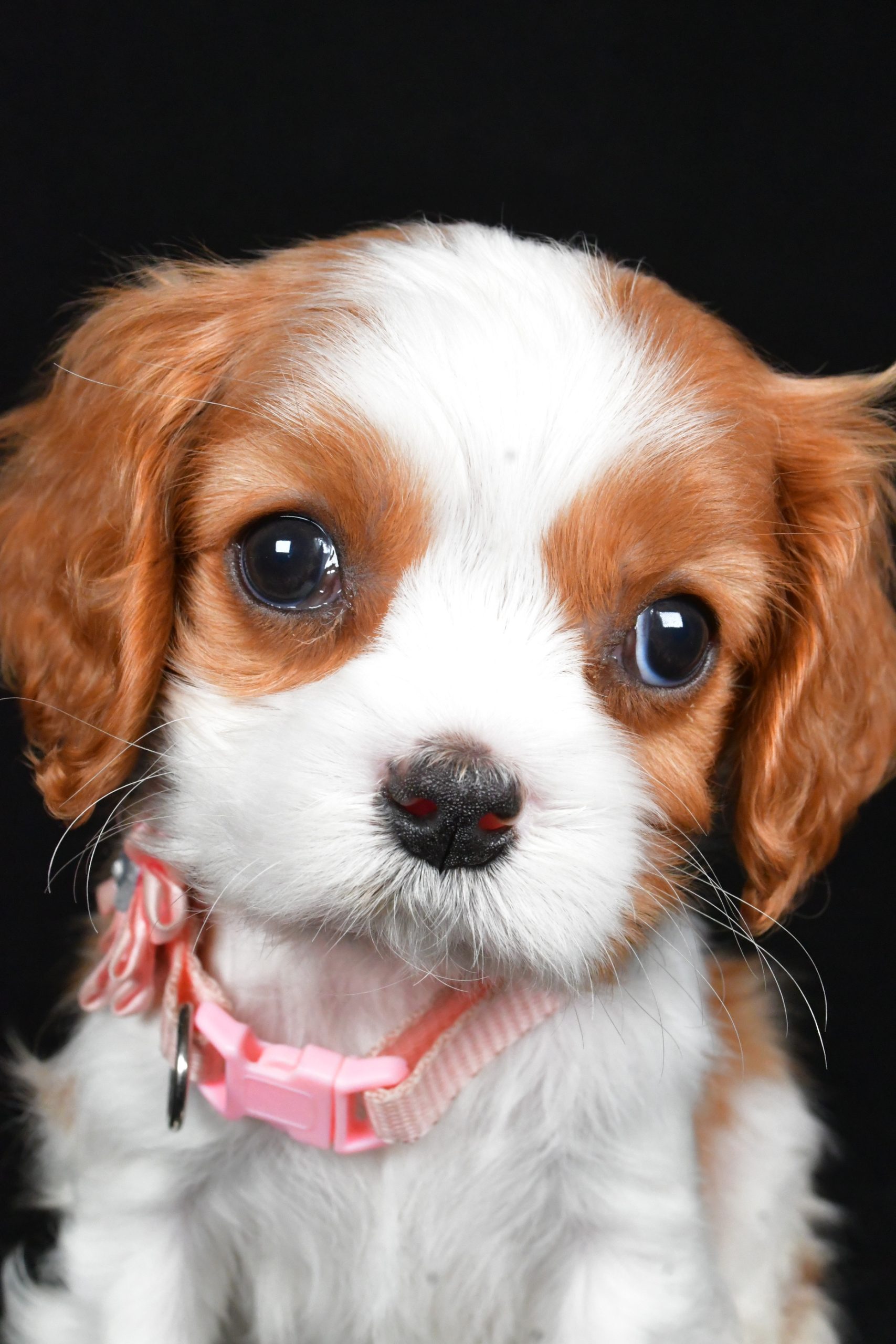 Miss Ruby the Cavalier King Charles Spaniel - Image 3