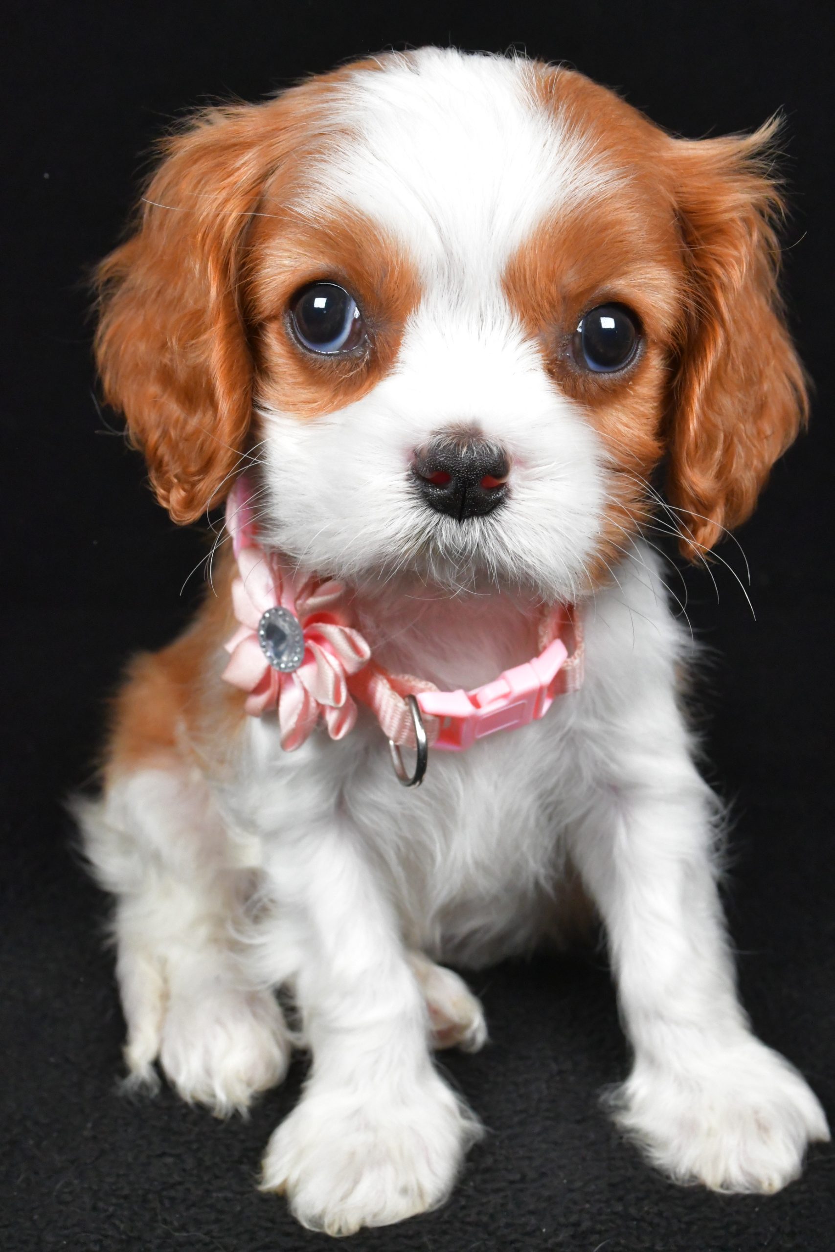 Miss Ruby the Cavalier King Charles Spaniel - Image 4