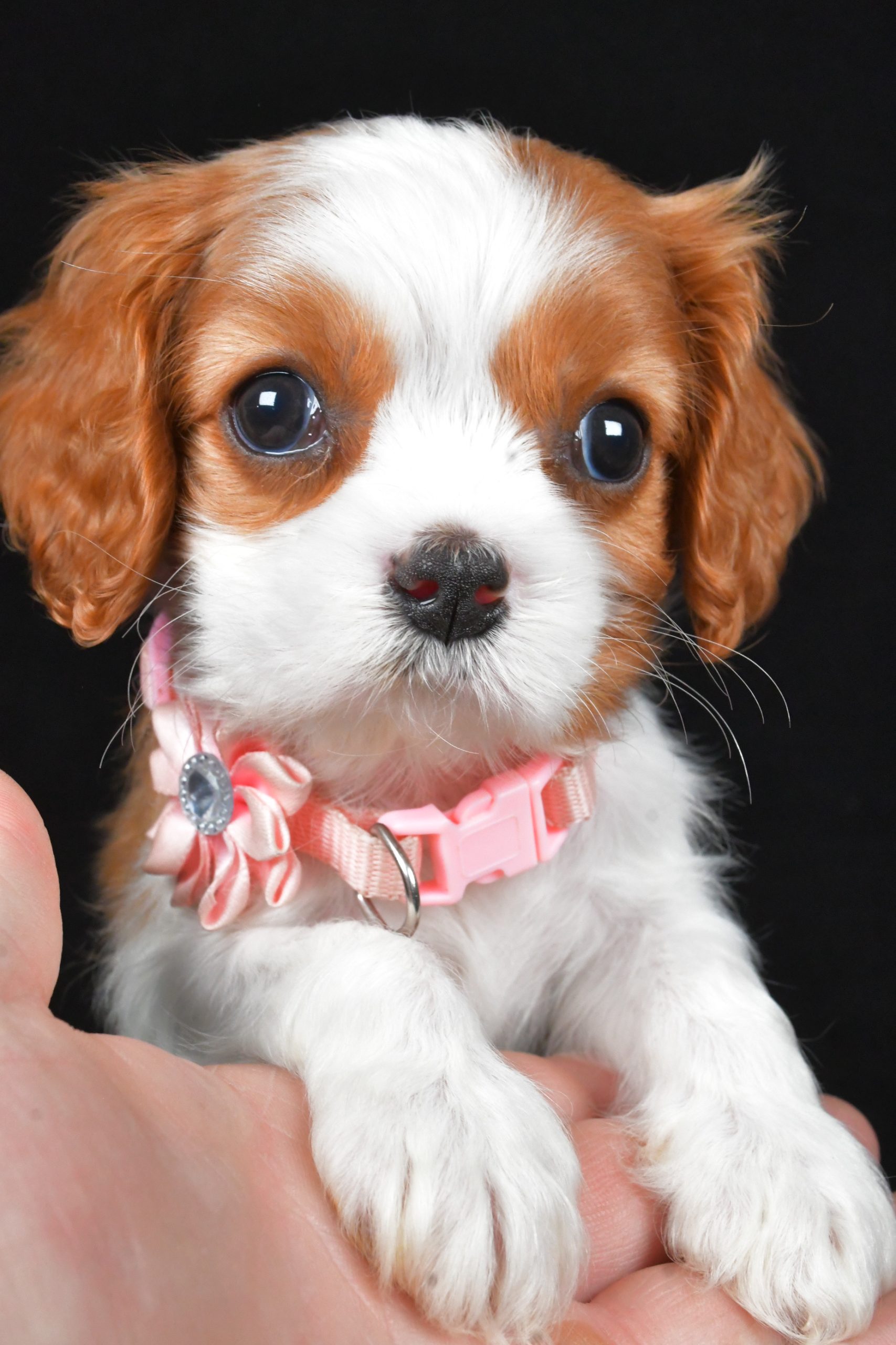 Miss Ruby the Cavalier King Charles Spaniel