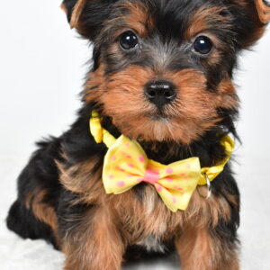 Mr Wyatt The  Yorkshire Terrier