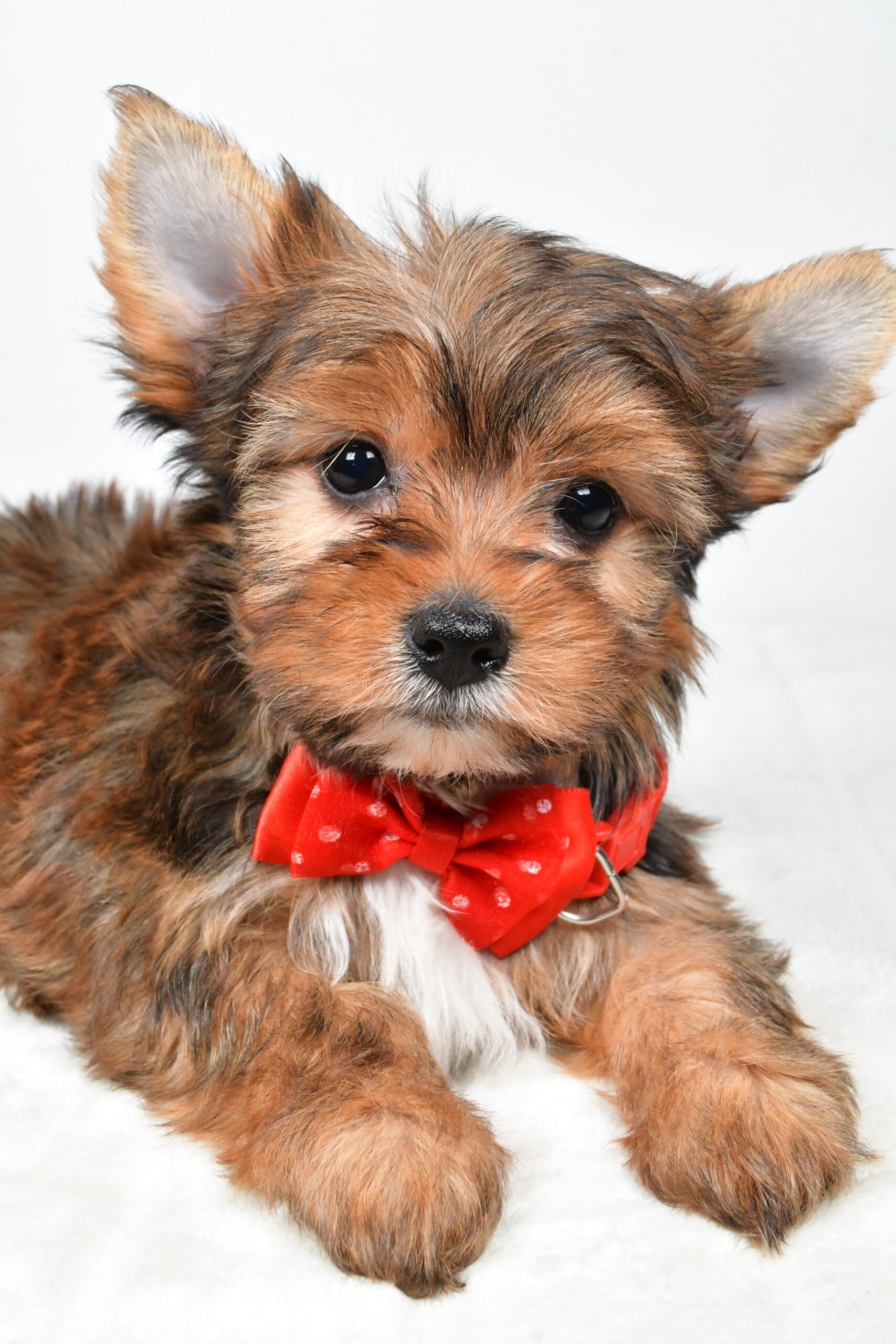Mr Walker The Yorkshire Terrier - Image 7