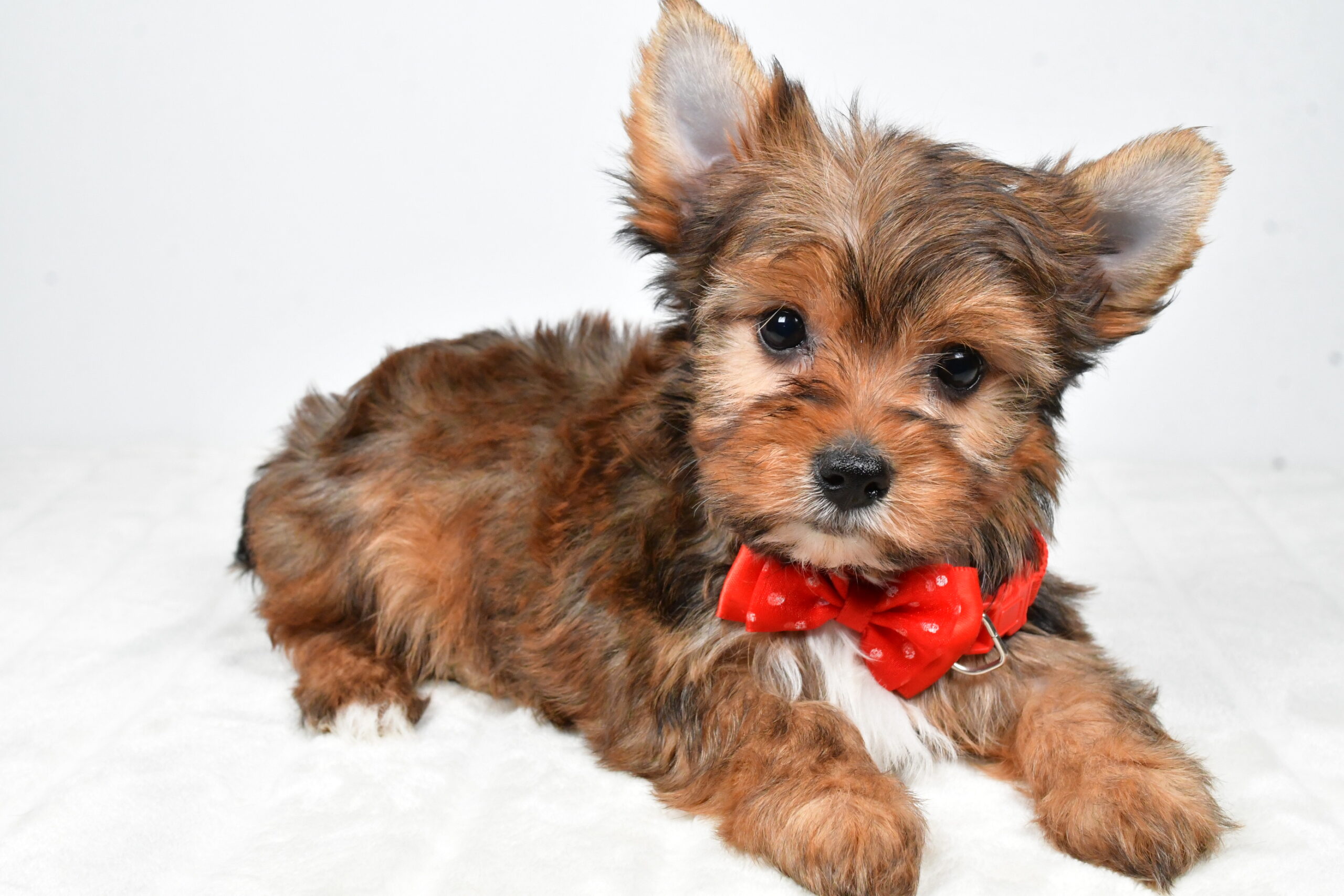 Mr Walker The Yorkshire Terrier - Image 9