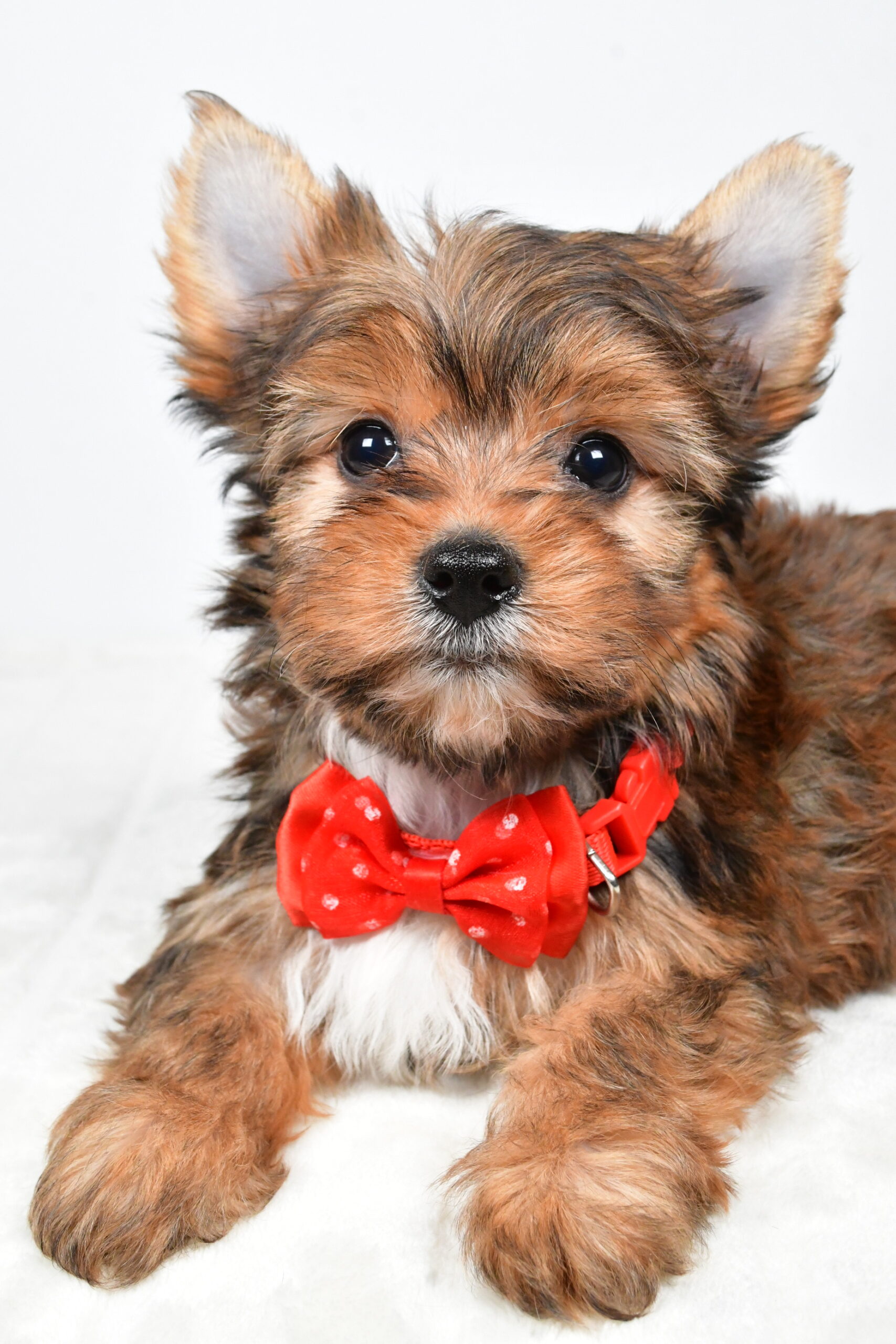 Mr Walker The Yorkshire Terrier - Image 5