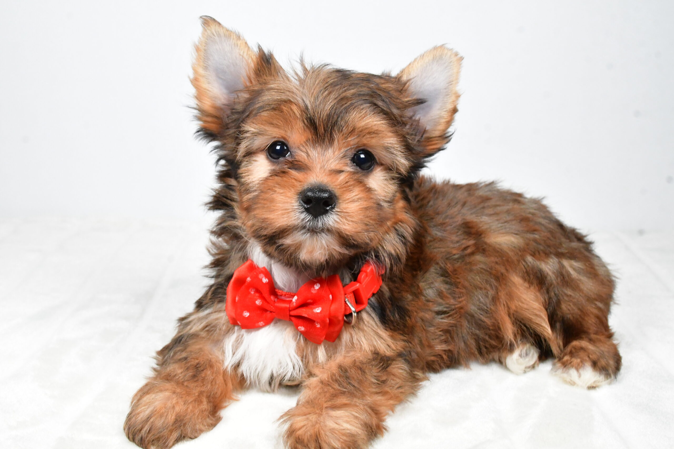 Mr Walker The Yorkshire Terrier - Image 8