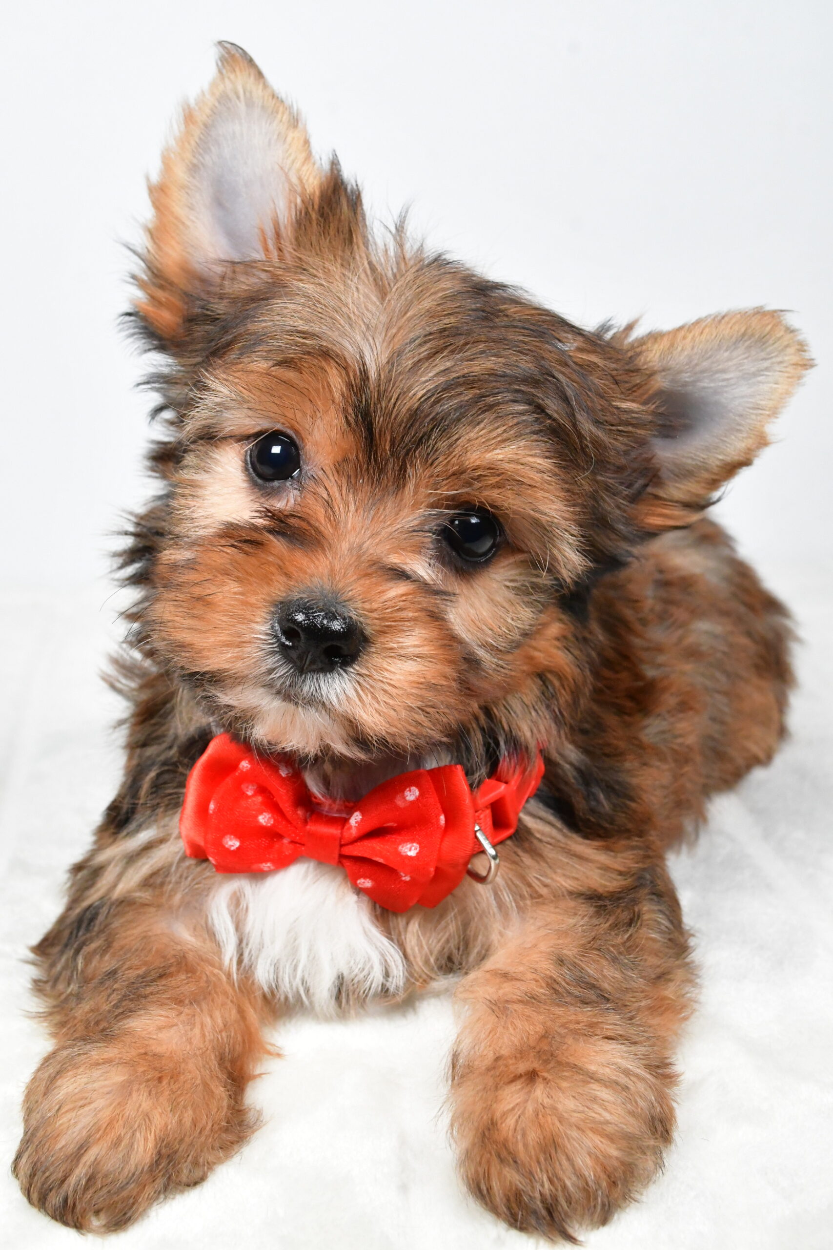 Mr Walker The Yorkshire Terrier - Image 6
