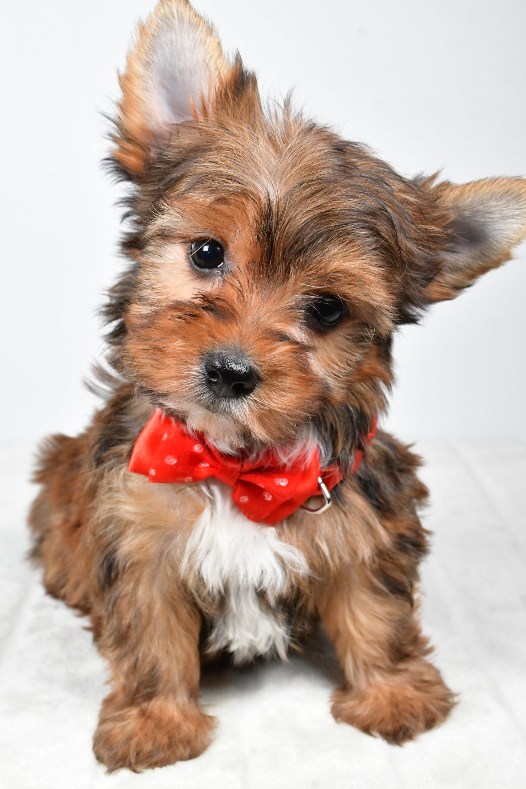 Mr Walker The Yorkshire Terrier - Image 4