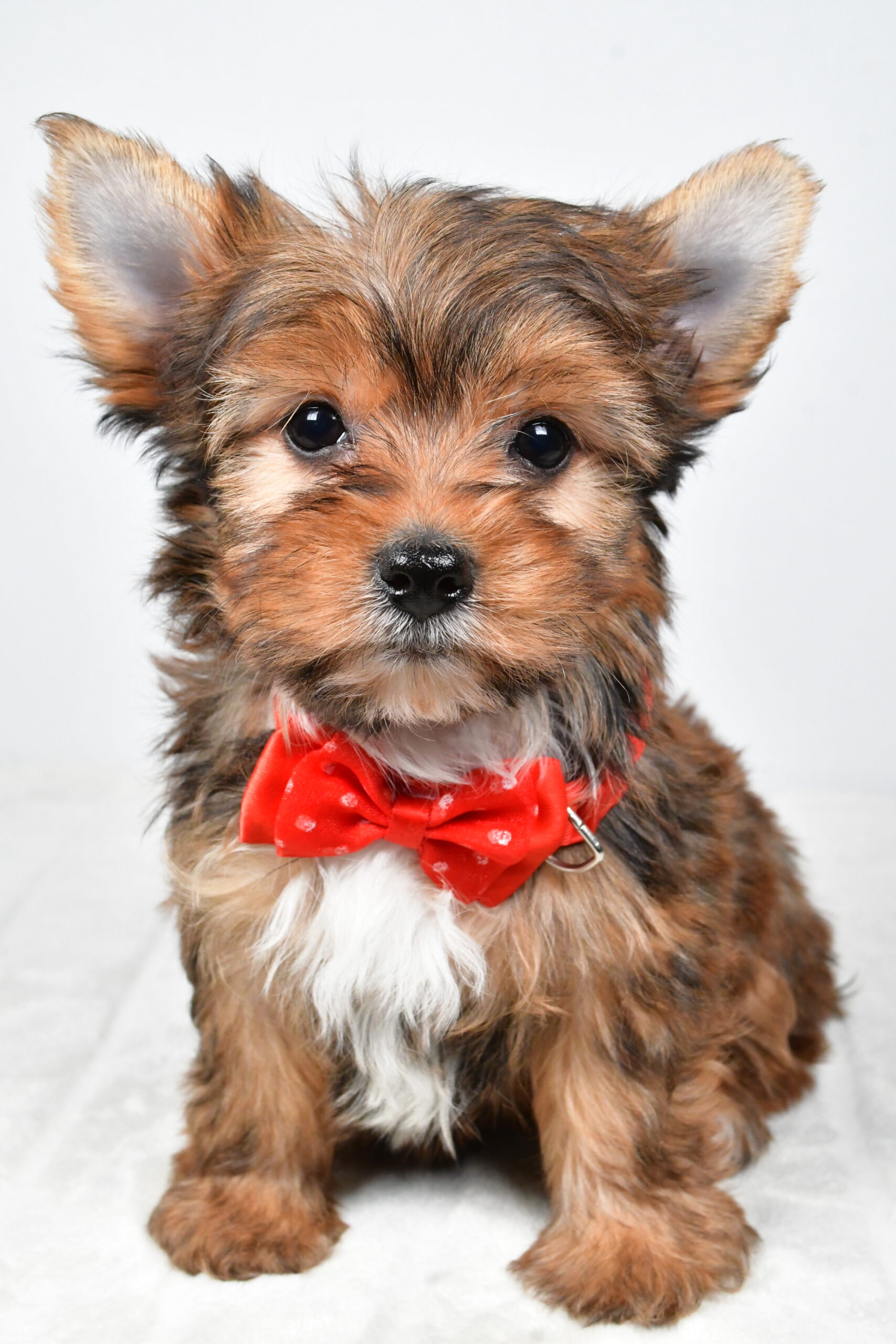 Mr Walker The Yorkshire Terrier - Image 2