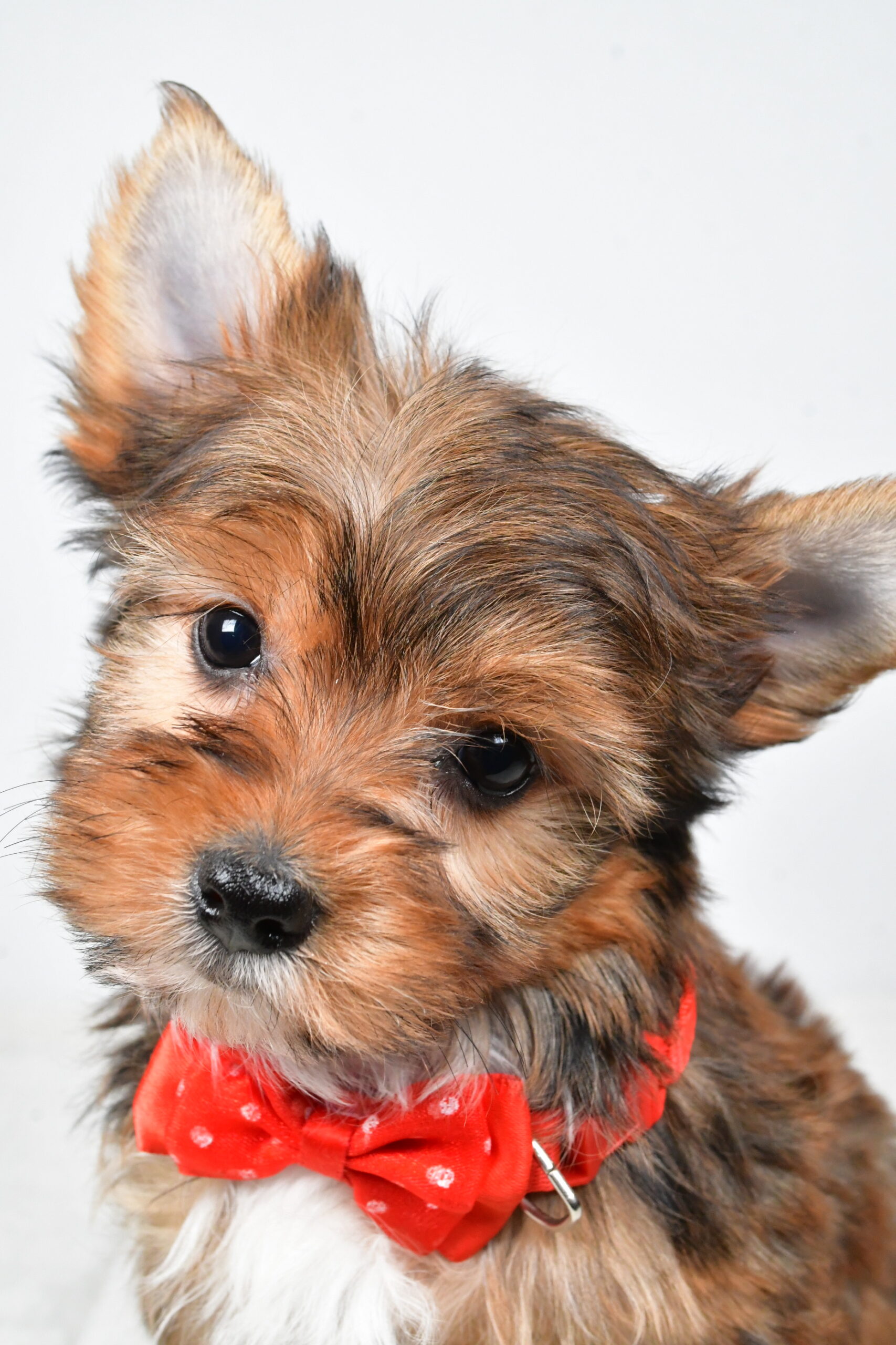 Mr Walker The Yorkshire Terrier - Image 3