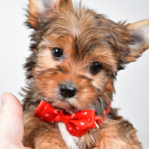 Mr Walker The  Yorkshire Terrier