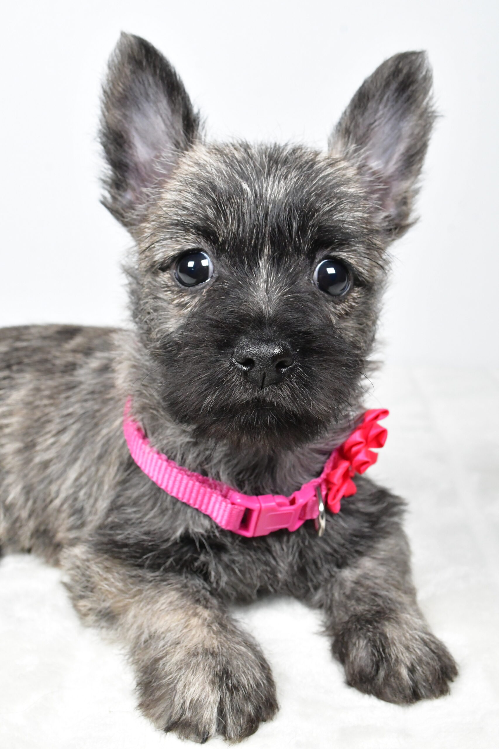 Miss Vicky The Cairn Terrier - Image 5