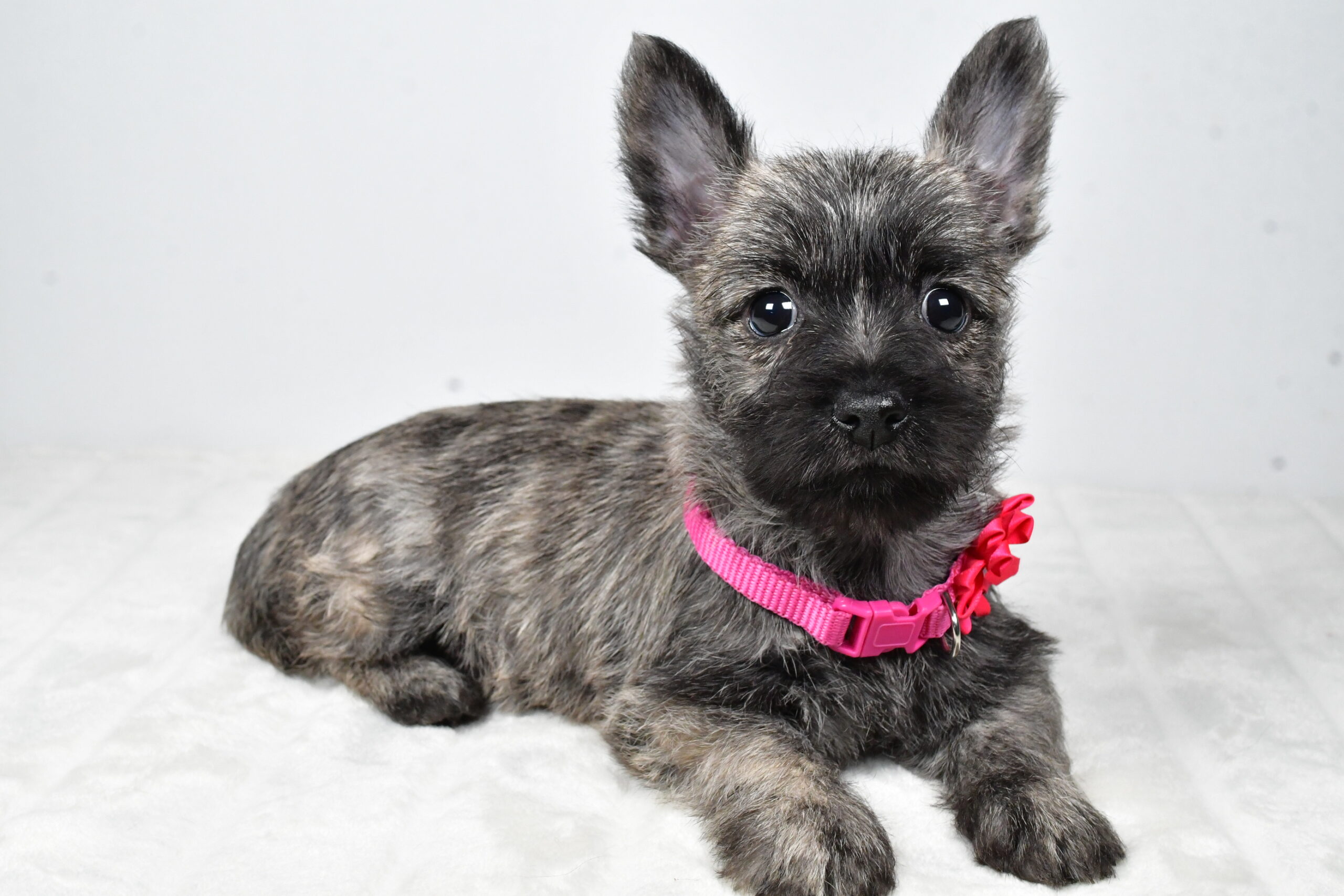Miss Vicky The Cairn Terrier - Image 8