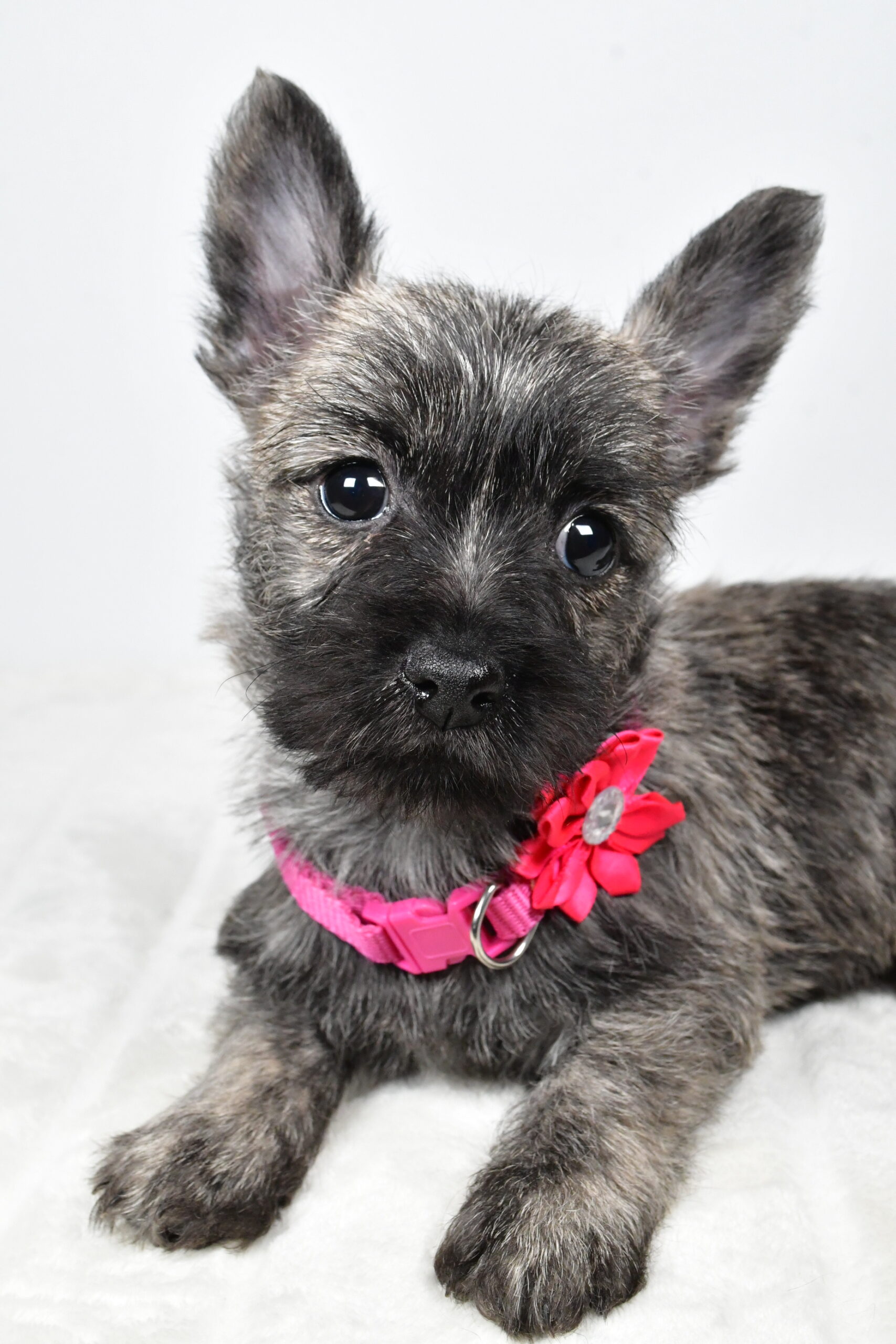 Miss Vicky The Cairn Terrier - Image 7