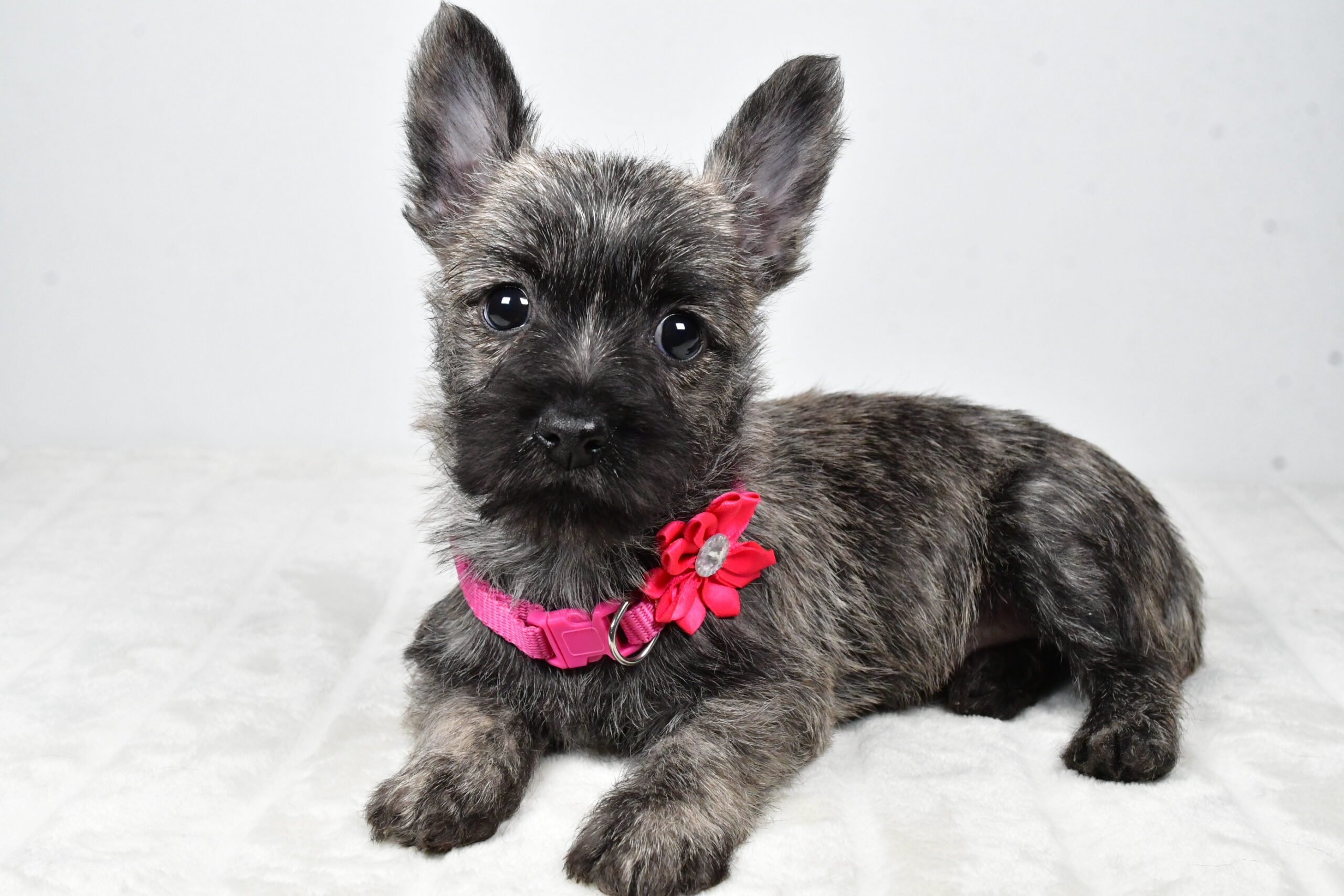 Miss Vicky The Cairn Terrier - Image 9