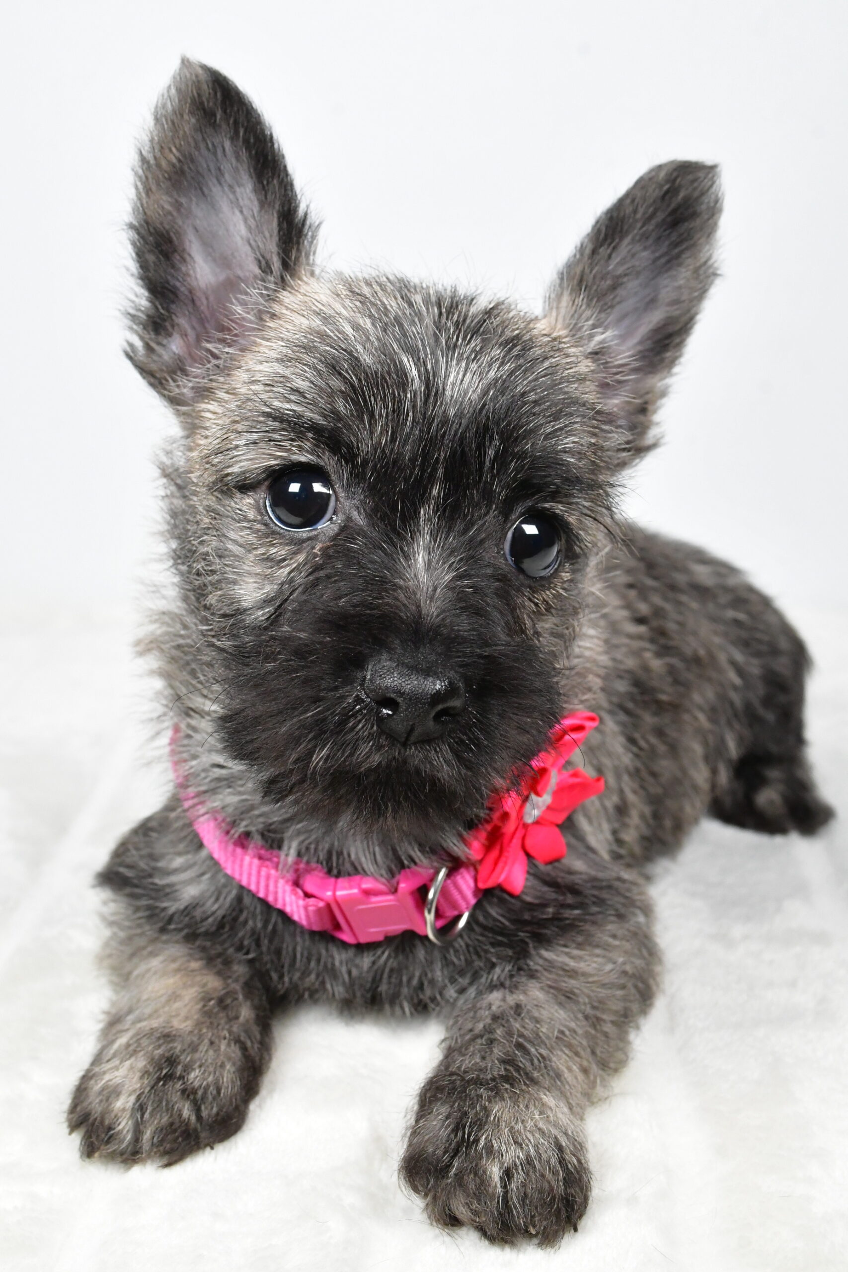 Miss Vicky The Cairn Terrier - Image 6
