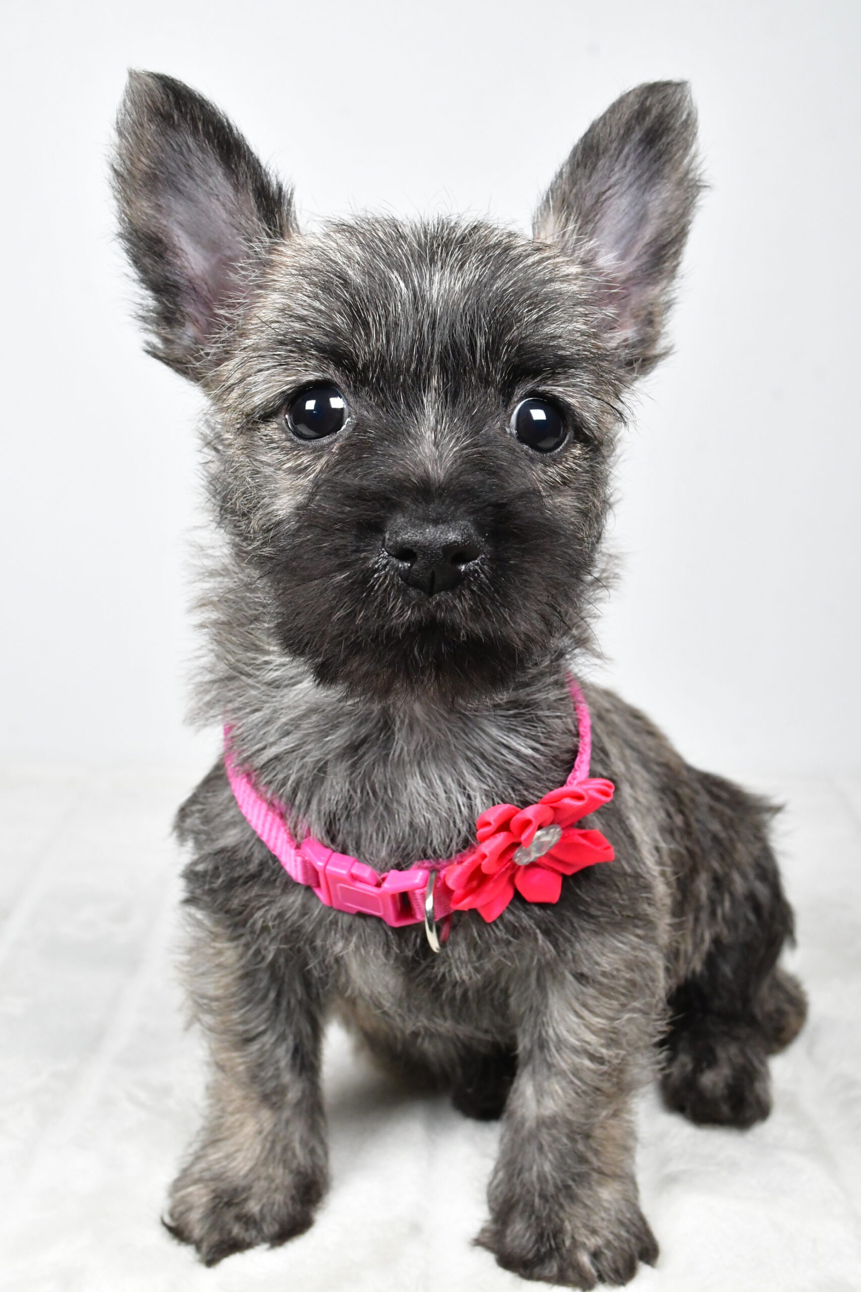Miss Vicky The Cairn Terrier - Image 4