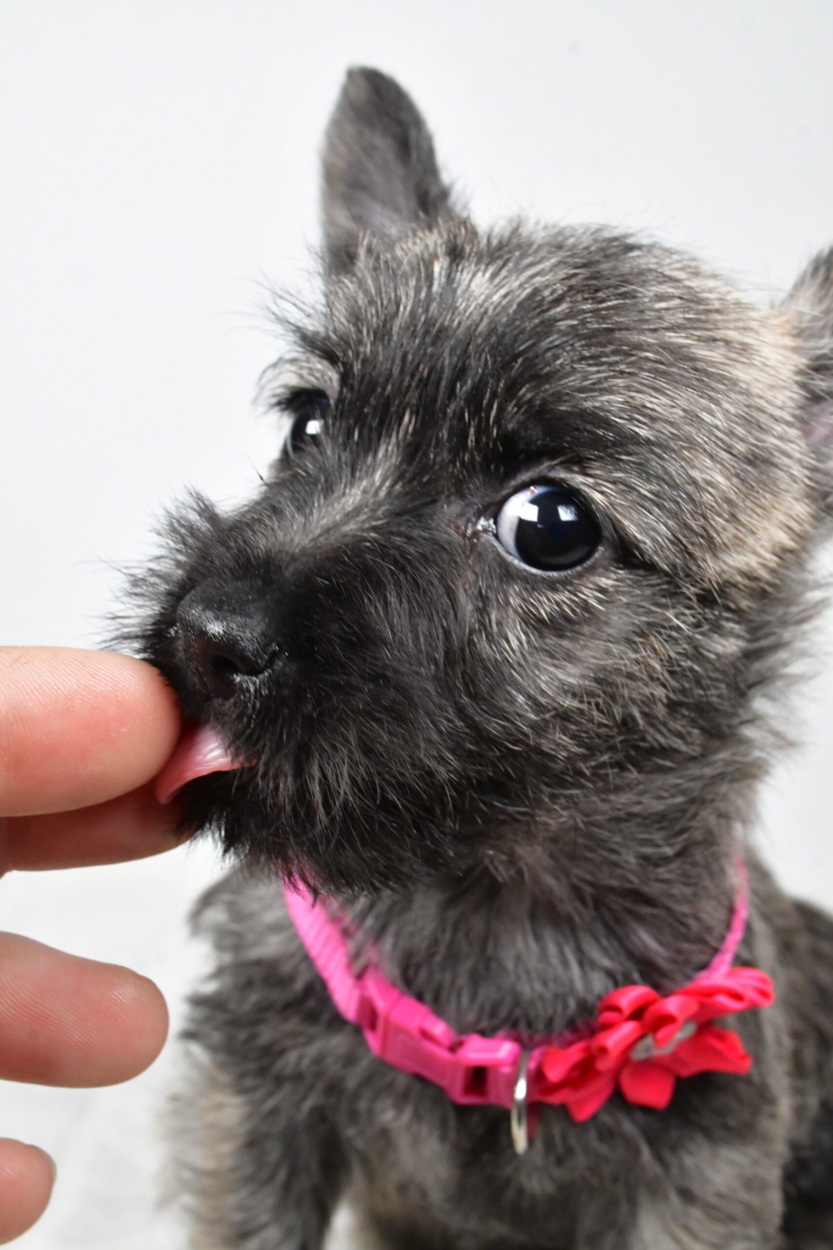 Miss Vicky The Cairn Terrier - Image 10