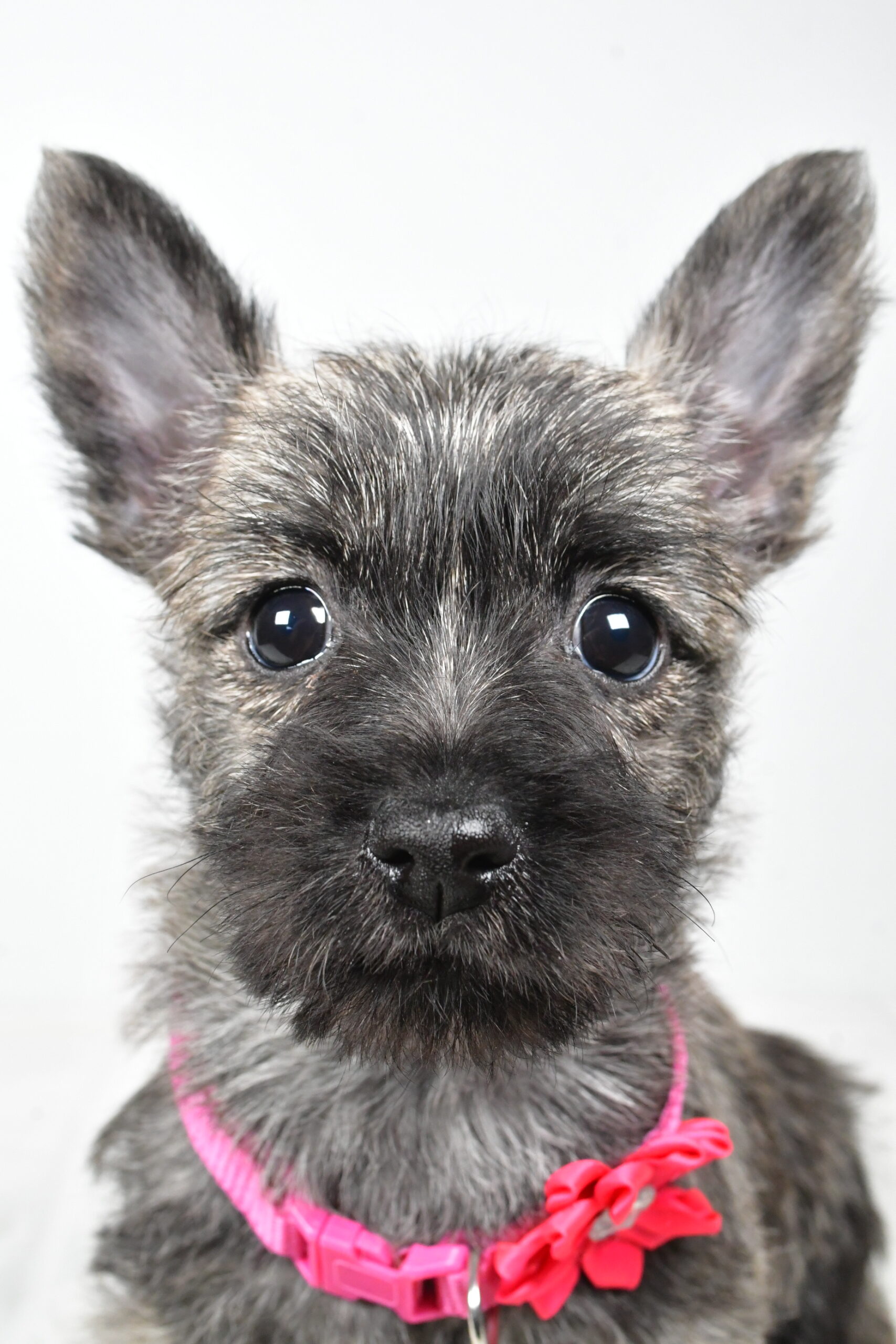 Miss Vicky The Cairn Terrier - Image 3