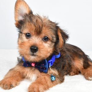 Mr Wyatt The  Yorkshire Terrier