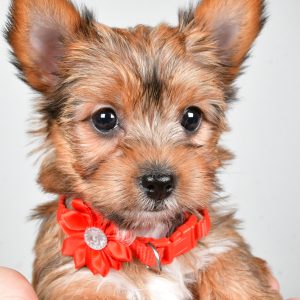 Miss Dixie The  Yorkshire Terrier