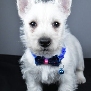 Mr. Colby The West Highland White Terrier