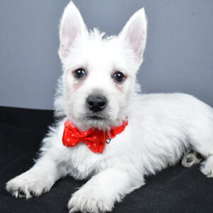 Mr. Cooper The West Highland White Terrier