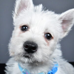Mr. Carson The West Highland White Terrier