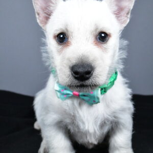 Mr. Connor The West Highland White Terrier