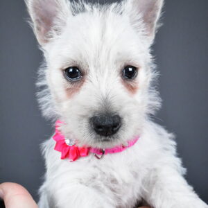 Miss Cloe The West Highland White Terrier