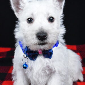 Mr. Kaden The West Highland White Terrier