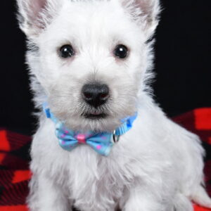 Mr. Kenny The West Highland White Terrier
