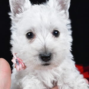 Miss Kenzie The West Highland White Terrier