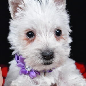 Miss Kayla The West Highland White Terrier