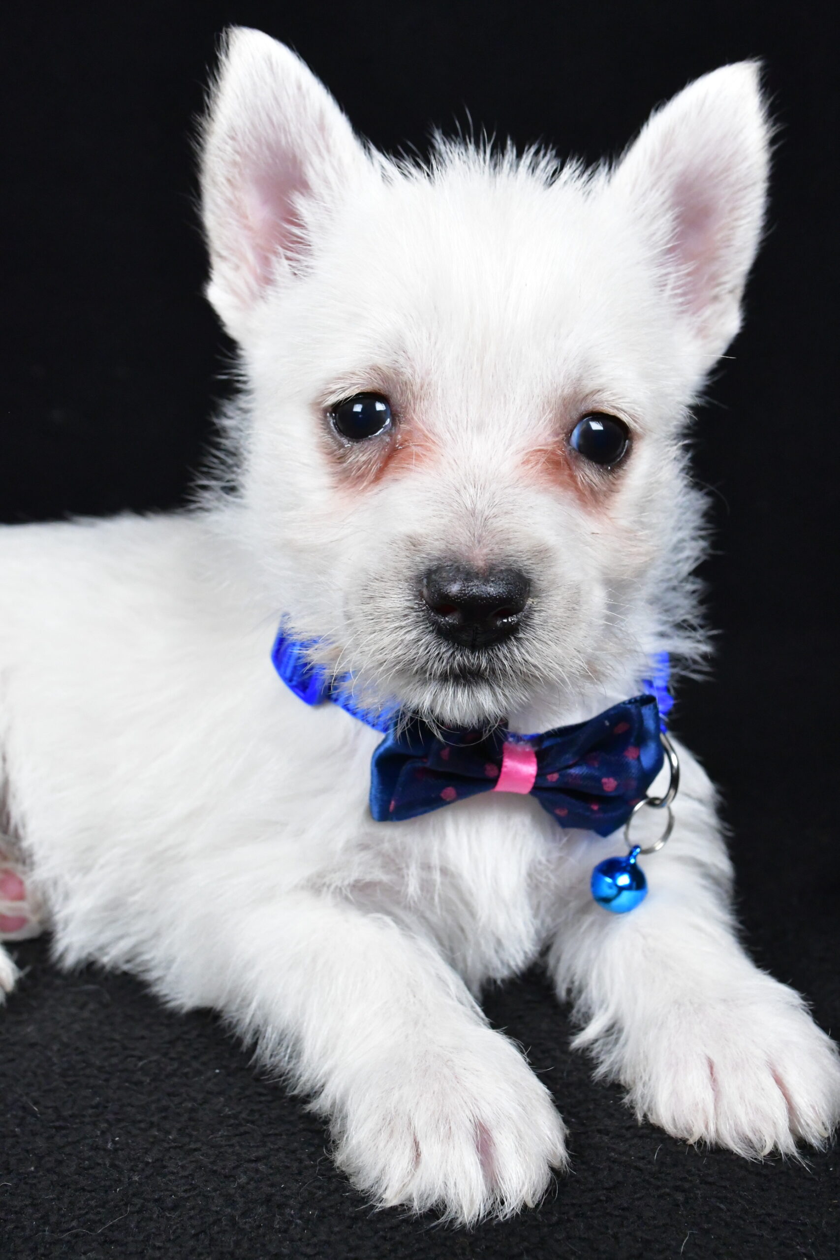 Mr. Lincoln The West Highland White Terrier - Image 7