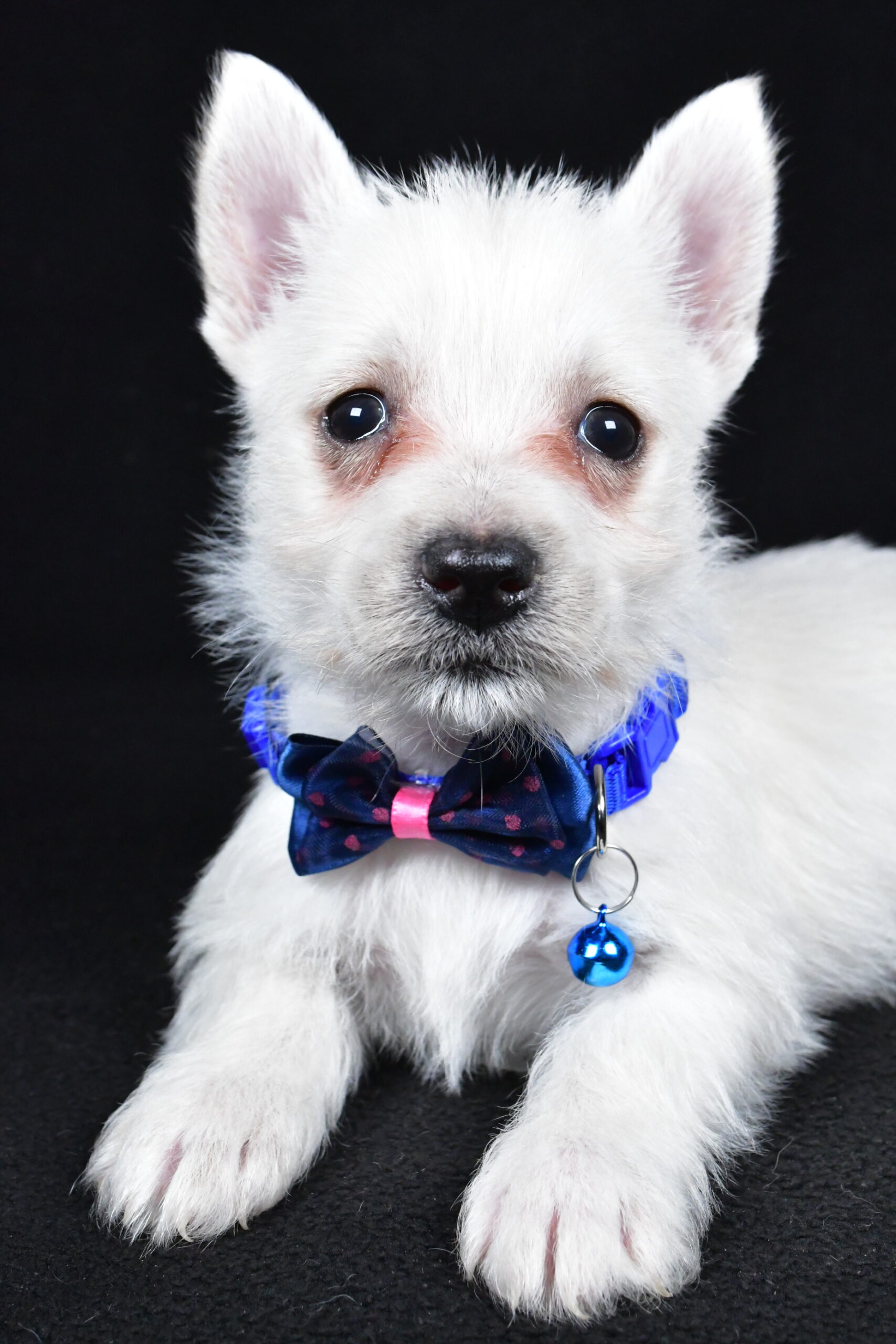 Mr. Lincoln The West Highland White Terrier - Image 5
