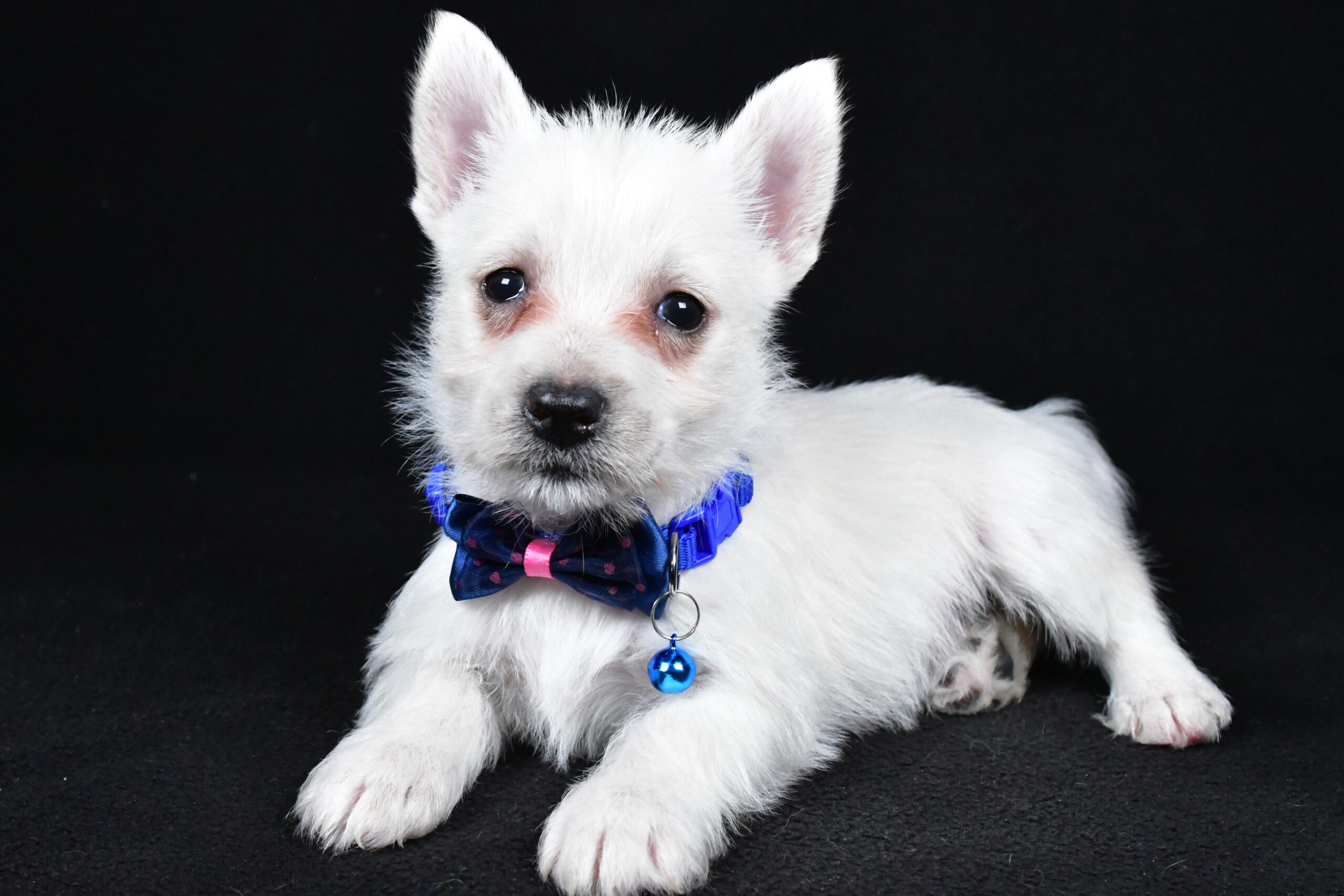 Mr. Lincoln The West Highland White Terrier - Image 8
