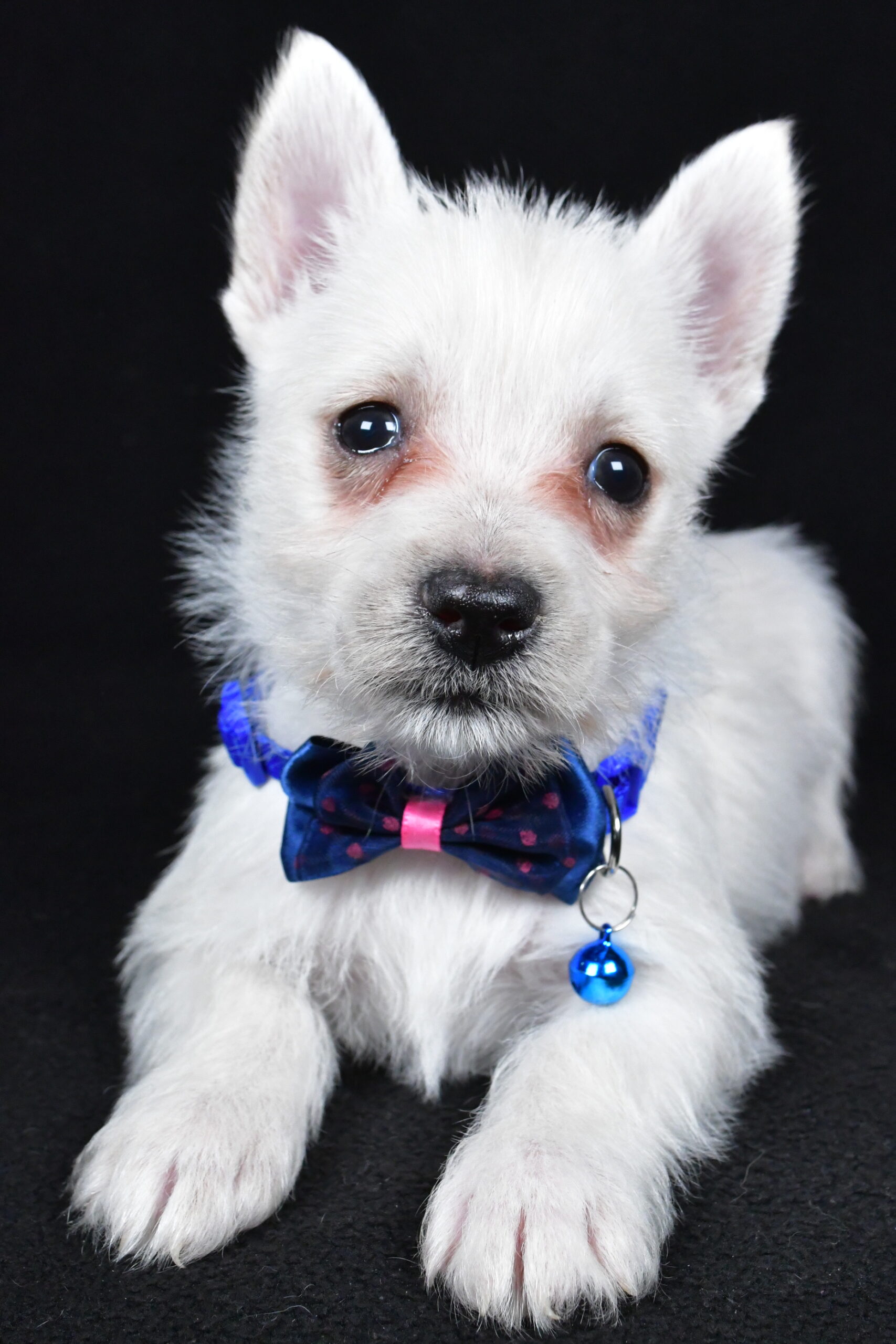 Mr. Lincoln The West Highland White Terrier - Image 6