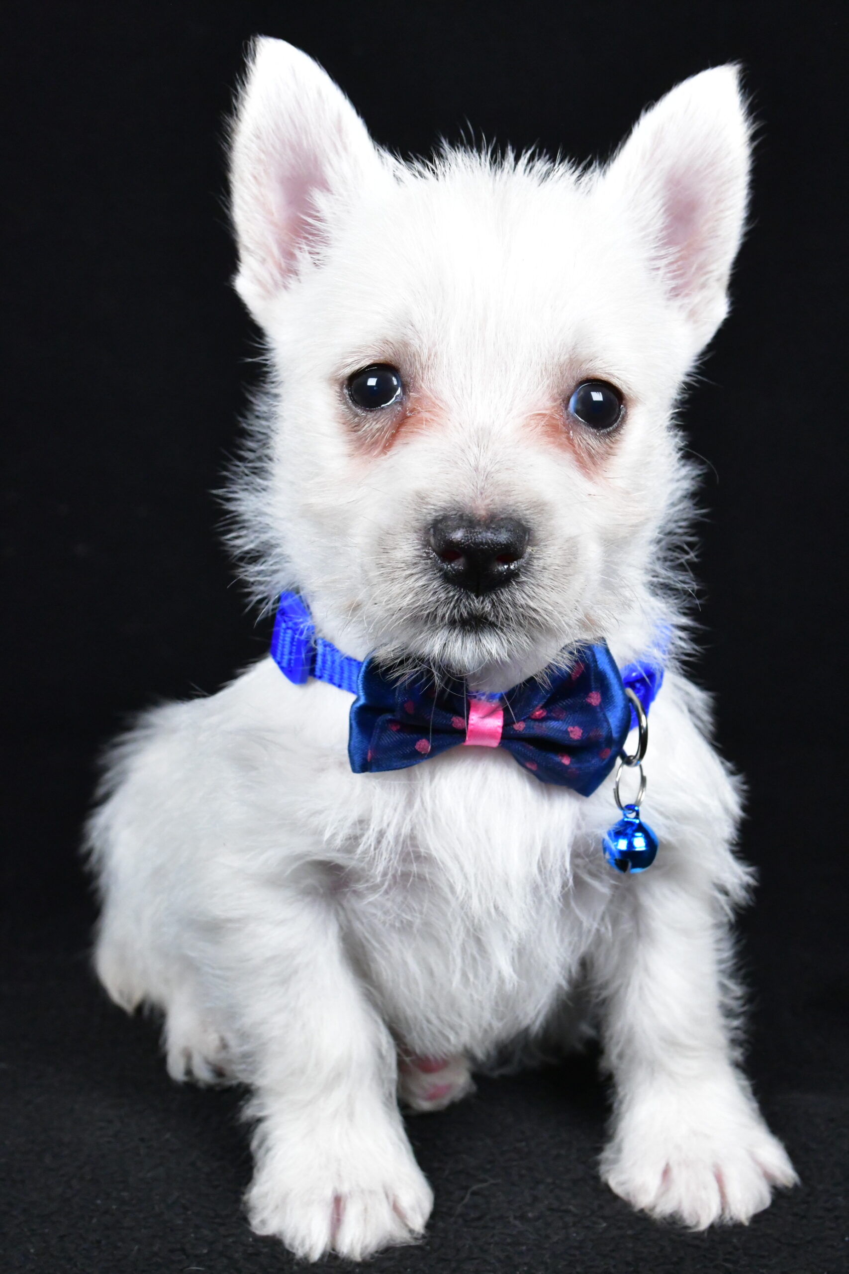 Mr. Lincoln The West Highland White Terrier - Image 4