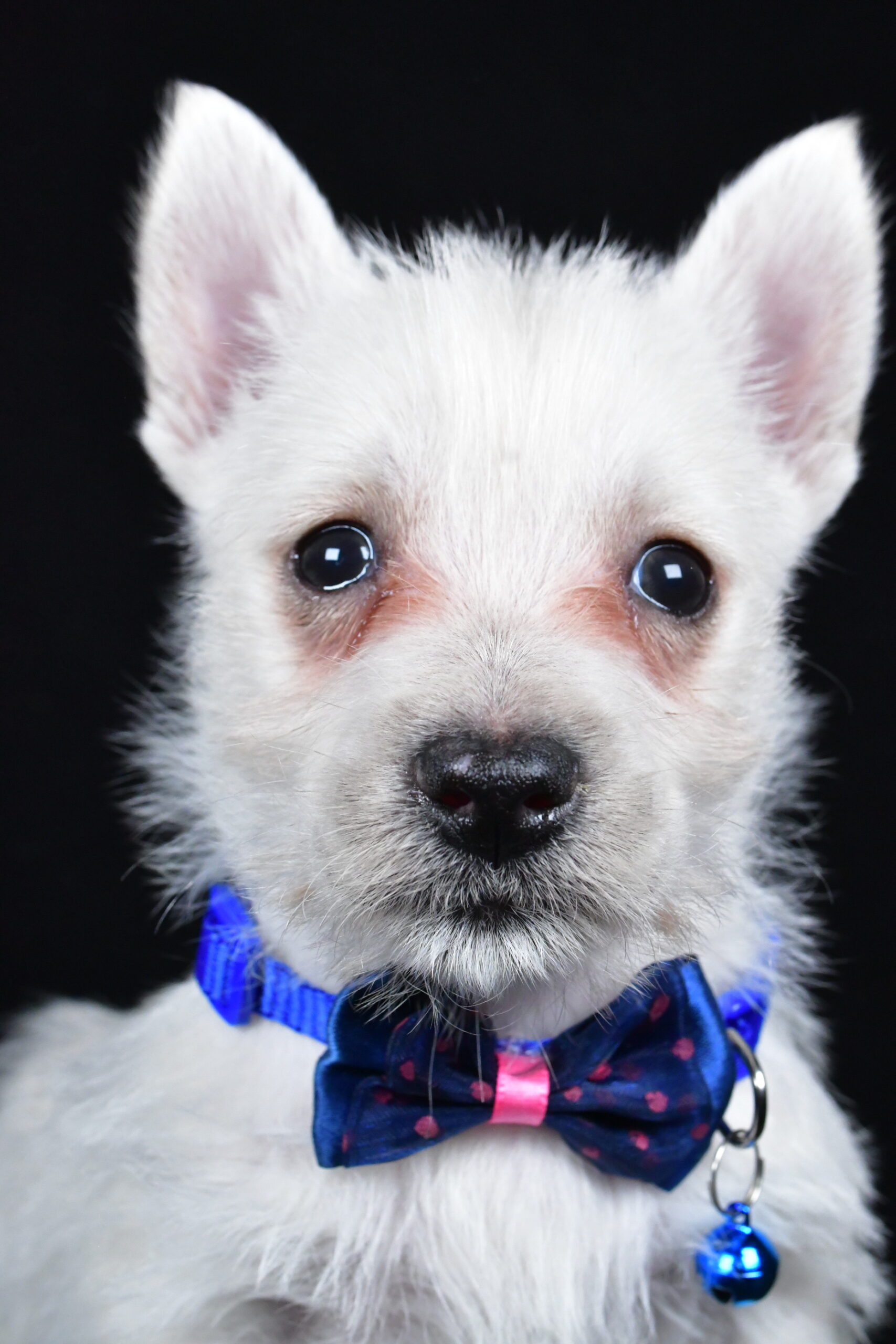 Mr. Lincoln The West Highland White Terrier - Image 3