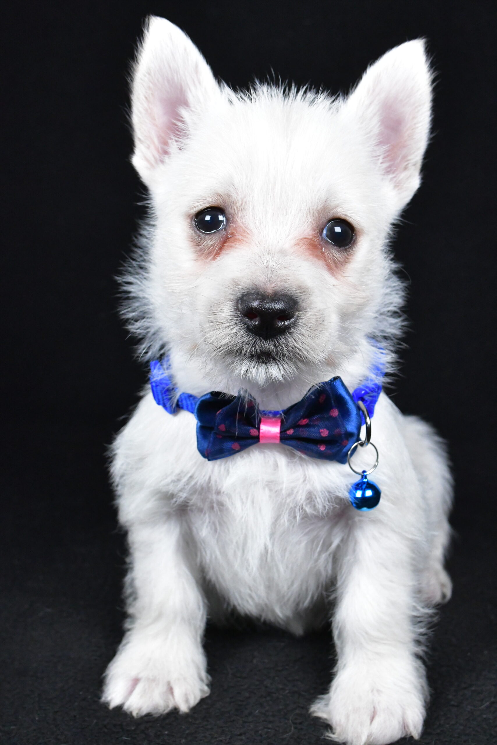Mr. Lincoln The West Highland White Terrier - Image 2