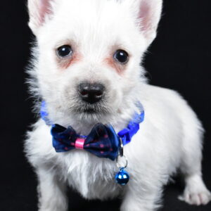 Mr. Lincoln The West Highland White Terrier