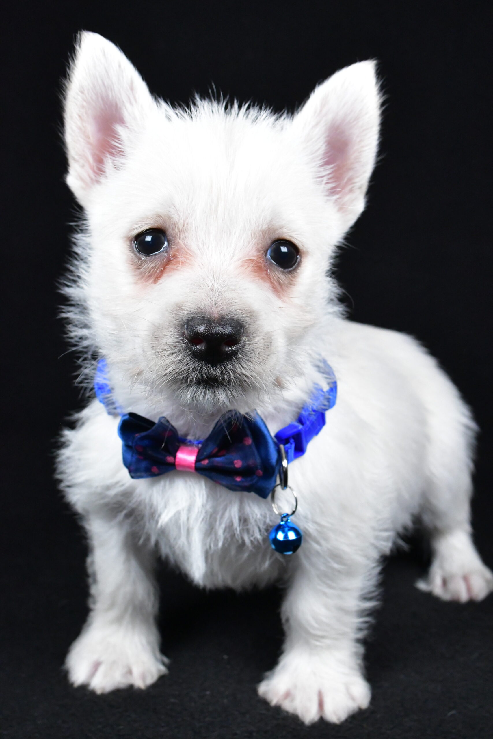 Mr. Lincoln The West Highland White Terrier