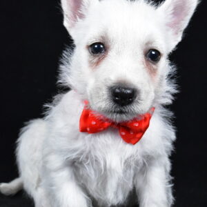 Mr. Landon The West Highland White Terrier